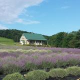Deep Creek Lavender Farm