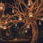 Arbol at Las Ventanas
