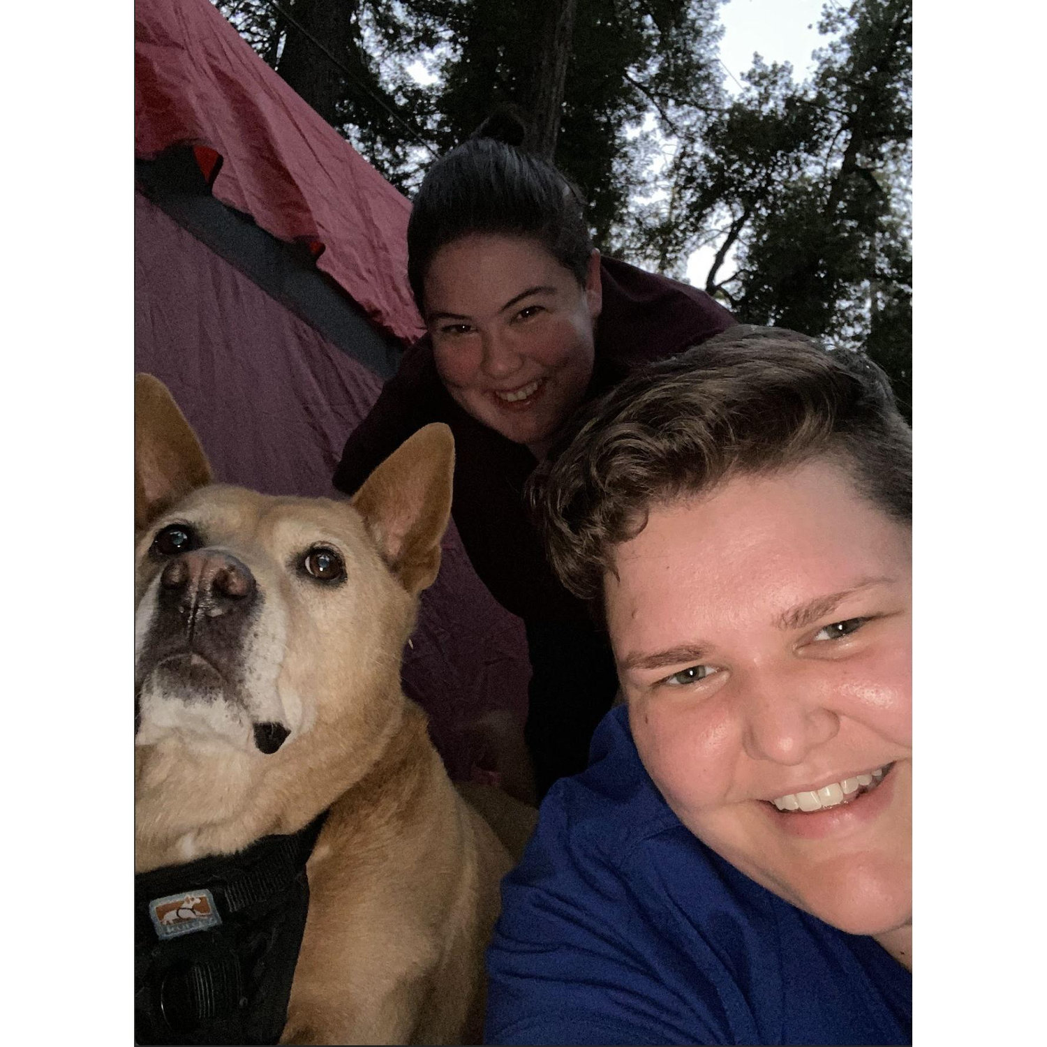 Camping in Richardson Grove