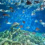 North Carolina Aquarium at Pine Knoll Shores