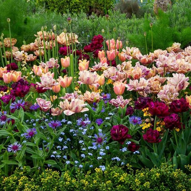 Tulip Bulbs - La Belle Epoque Mystery Mix