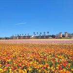 The Flower Fields
