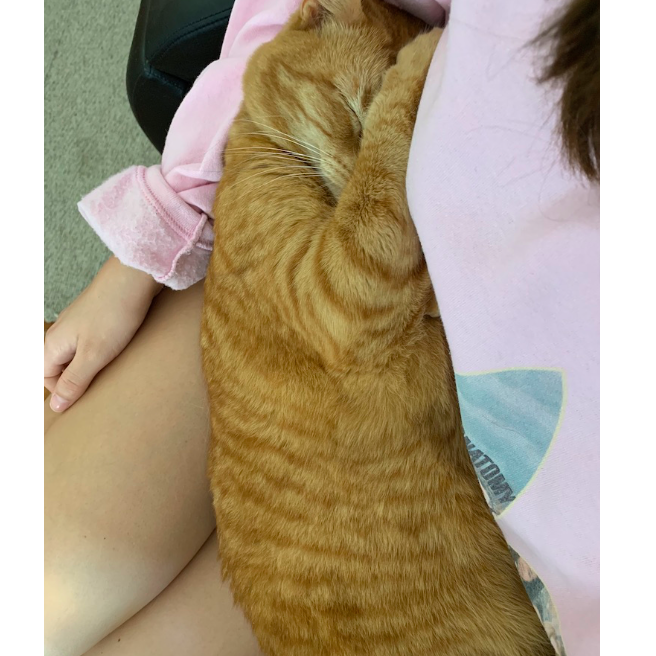 Hwy kitty