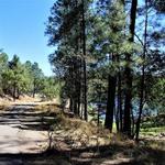 Prescott National Forest