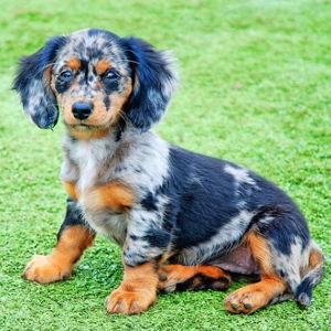 Dog Fund