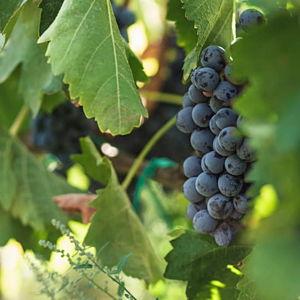 Mt. Etna Wine Tasting