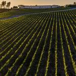 Callaway Vineyard & Winery