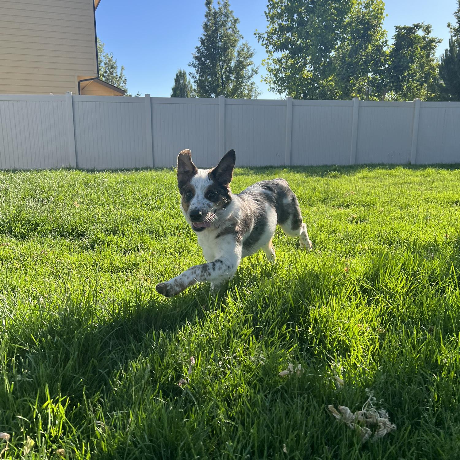 Our 3rd fur baby