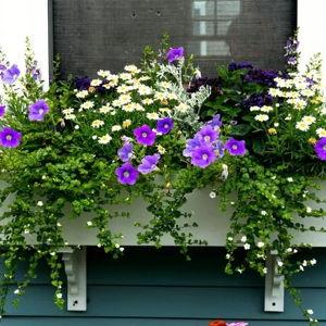 Window Box Plants