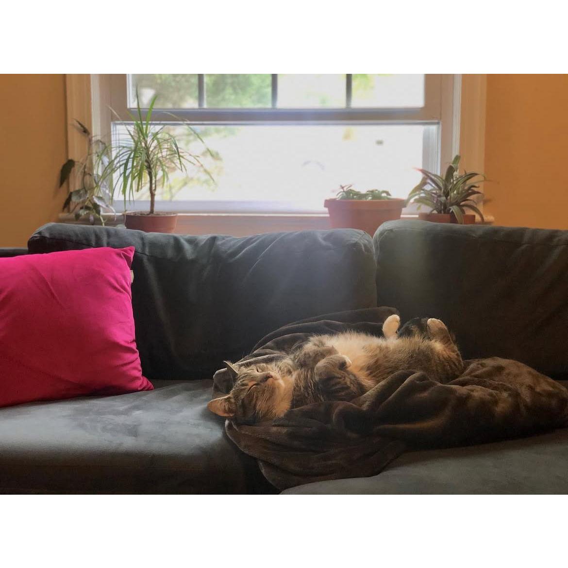 We moved to Takoma Park and adopted our baby chicken Nugget