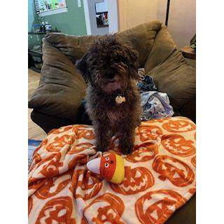 Our baby girl Scully