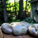 Petoskey Stone Hunting