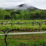 Sharp Mountain Vineyards