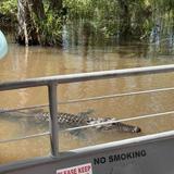 Cajun Encounters Swamp Tour