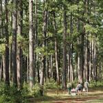 WG Jones State Forest