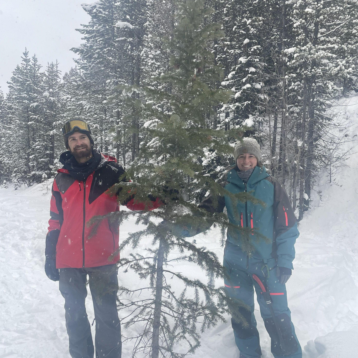 Our first national forest Christmas tree!