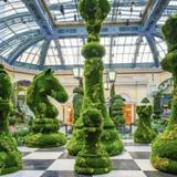 Bellagio Conservatory & Botanical Gardens