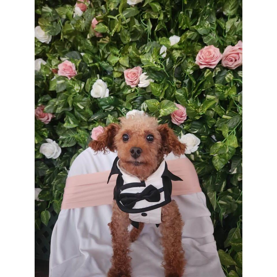 Fraser's first wedding (our wedding will be wedding #2)!