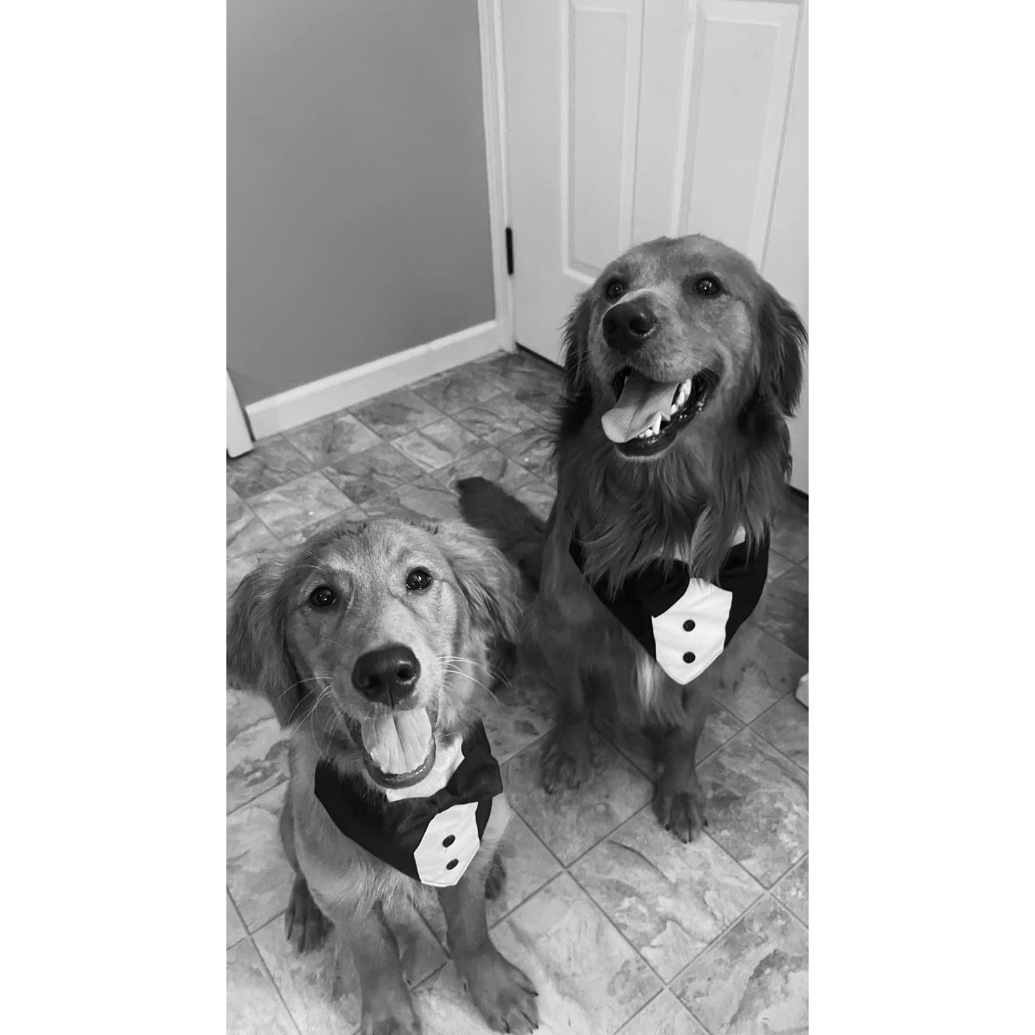 Dogs of Honor!