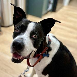 Treats and Toys for Jackson