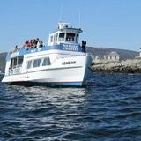 Acadian Boat Tours