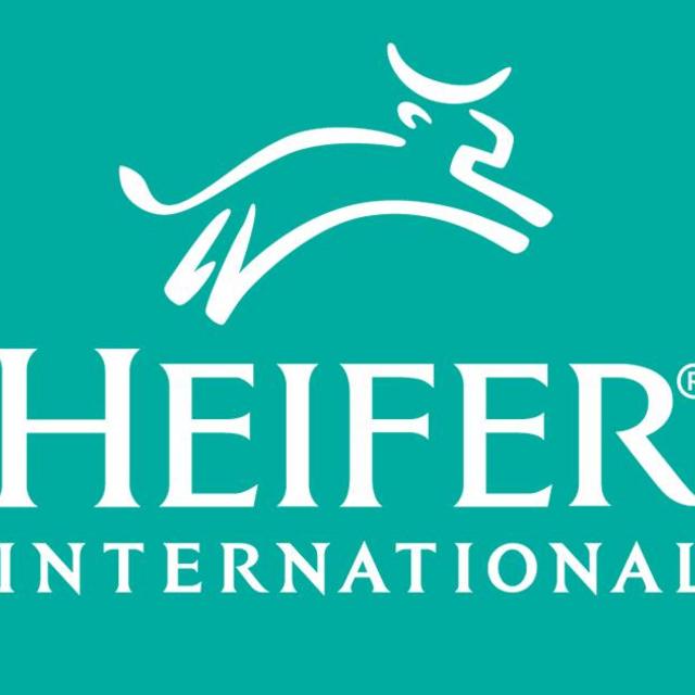 Give the gift of a heifer