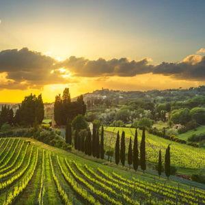 Vineyard Tour in Tuscany