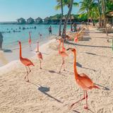Flamingo Beach