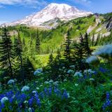 Mount Rainier National Park