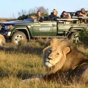 Safari honeymoon in South Africa