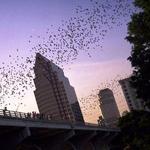 Bats Across Texas