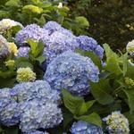 Heritage Museums & Gardens