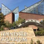 Tennessee Aquarium