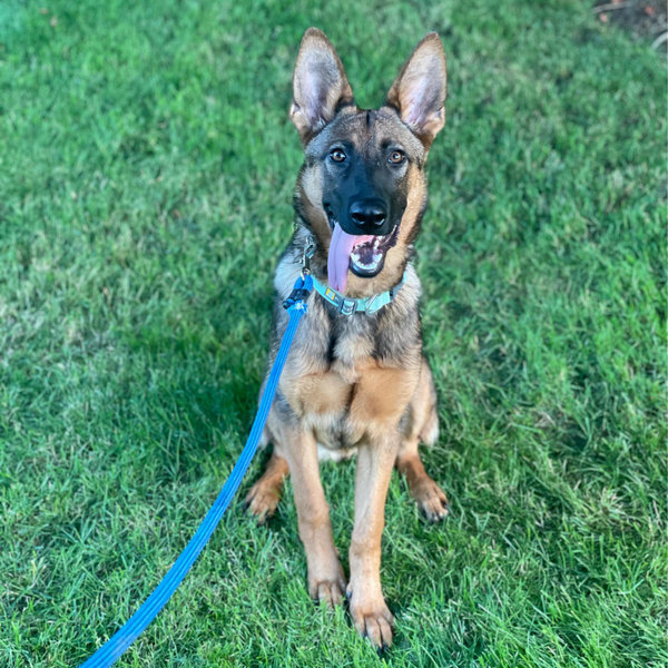 Zelda Vet Fund