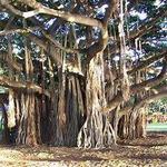 Banyan Trees