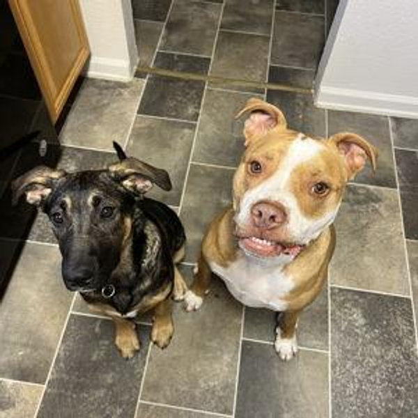 Year's Supply Of Pet Treats