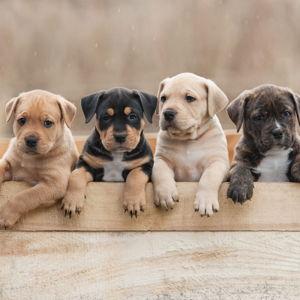 Future Puppy Fund - CC
