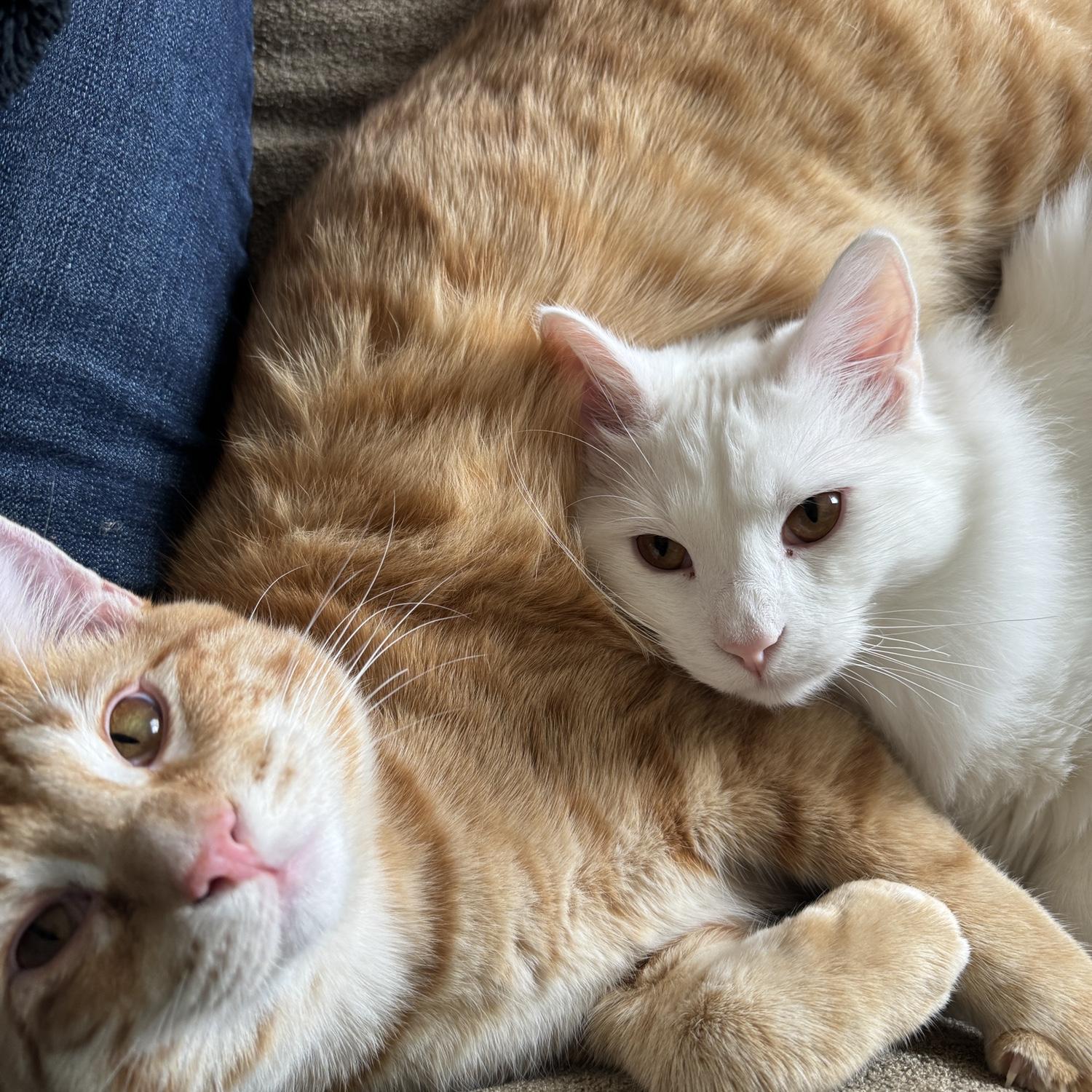 Clive (orange) and Cid (white) - our two new kittens! They're brothers and are rarely apart.