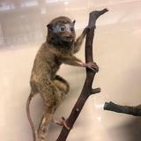 San Diego Zoo