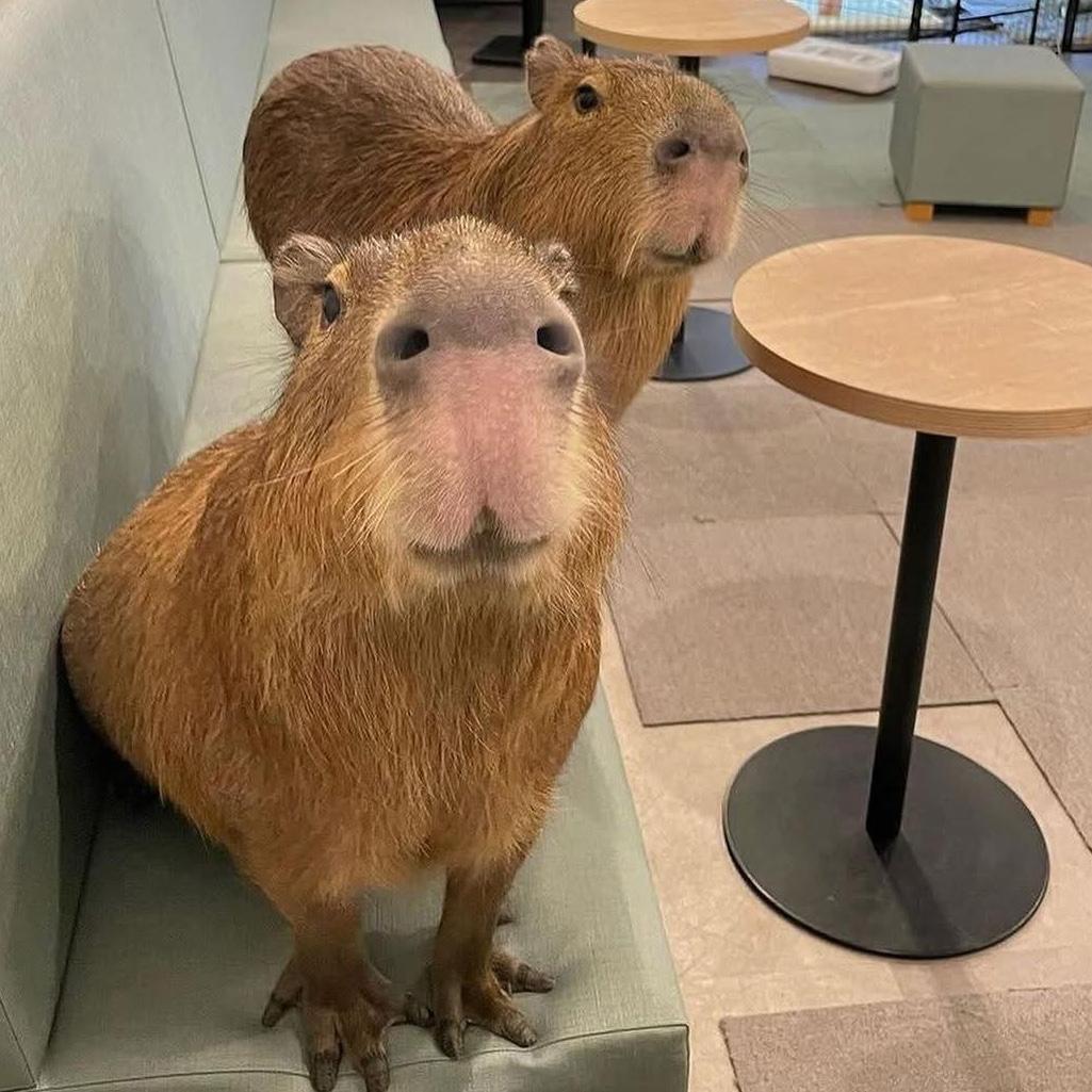 Coffee at the capybara cafe