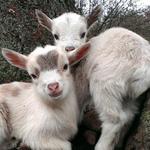 Green Meadows Petting Farm