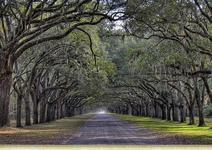 Wormsloe Historic Site