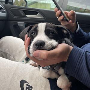 Pumbaa's Toy Fund