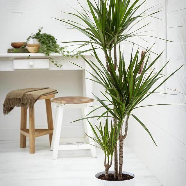 Madagascar Dragon Tree – 3 Trunk