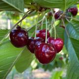 U-pick cherry orchards of Bigfork MT