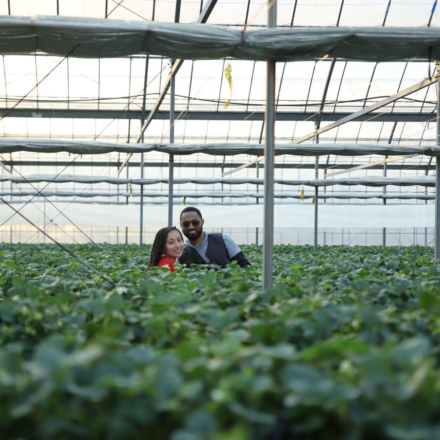 Strawberry Picking in Japan