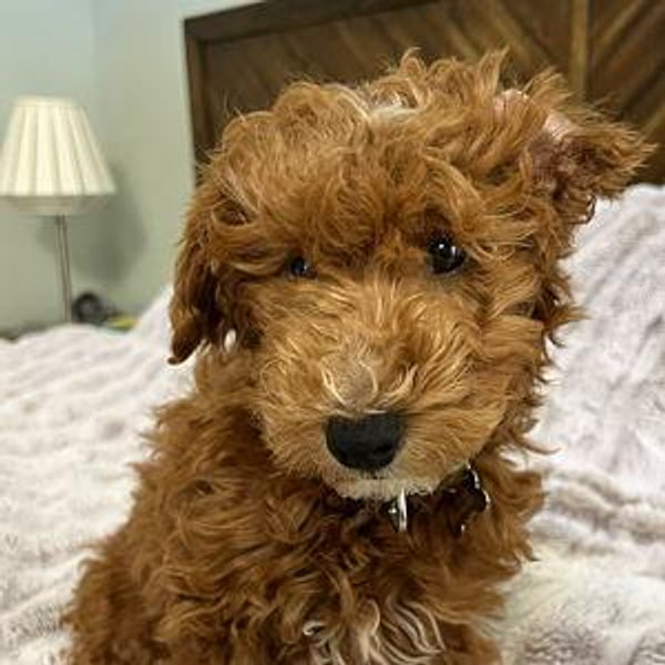 Our New Puppy