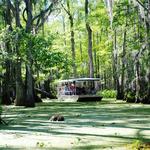 Honey Island Swamp Tours