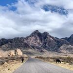 Dripping Springs Natural Area