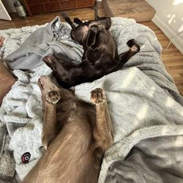 Better Bed, Better Marriage